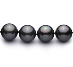 Collar de perlas Perla Tahití de calidad AAA de 12 a 12.9mm en color Negro