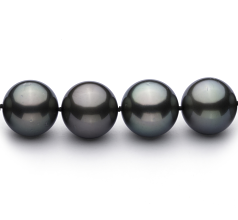 Collar de perlas Perla Tahití de calidad AAA de 13 a 15.5mm en color Negro