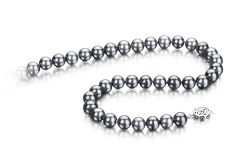 Collar de perlas Perla Akoya Japonesa de calidad AAA de 7 a 7.5mm en color Negro-Plata